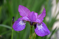 Chilled Wine Siberian Iris (Iris sibirica 'Chilled Wine') at A Very Successful Garden Center