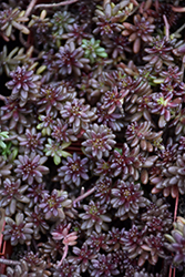 Twickel Purple Stonecrop (Sedum 'Twickel Purple') at A Very Successful Garden Center