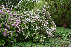 Superba Littleleaf Lilac (Syringa microphylla 'Superba') at A Very Successful Garden Center