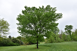 Valley Forge Elm (Ulmus americana 'Valley Forge') at Stonegate Gardens