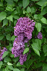 General Pershing Lilac (Syringa vulgaris 'General Pershing') at Stonegate Gardens
