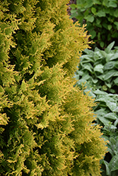 Gold Drop Arborvitae (Thuja occidentalis 'Gold Drop') at Stonegate Gardens
