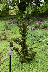 Chirimen Hinoki Falsecypress (Chamaecyparis obtusa 'Chirimen') at Stonegate Gardens