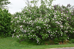 Saugeana Lilac (Syringa x chinensis 'Saugeana') at A Very Successful Garden Center