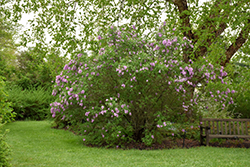 Persian Lilac (Syringa x persica) at Lakeshore Garden Centres