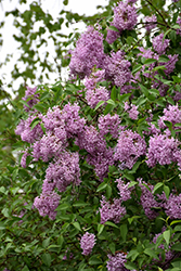 Persian Lilac (Syringa x persica) at Stonegate Gardens