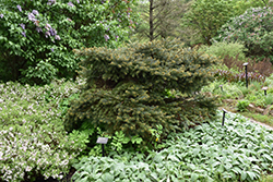 Blue Mesa Blue Spruce (Picea pungens 'Blue Mesa') at A Very Successful Garden Center