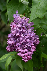 Indiya Lilac (Syringa vulgaris 'Indiya') at A Very Successful Garden Center