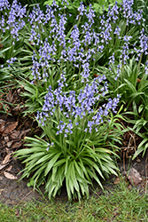 Excelsior Spanish Bluebell (Hyacinthoides hispanica 'Excelsior') at Lakeshore Garden Centres