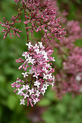 Hers Manchurian Lilac (Syringa pubescens 'Hers') at A Very Successful Garden Center