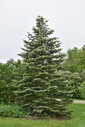 Rochester White Fir (Abies concolor 'Rochester') at Stonegate Gardens