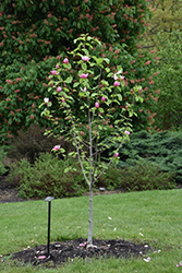 Rose Marie Magnolia (Magnolia 'Rose Marie') at Stonegate Gardens