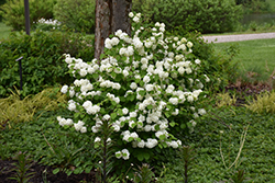 First Editions Opening Day Doublefile Viburnum (Viburnum plicatum 'PIIVIB-II') at A Very Successful Garden Center
