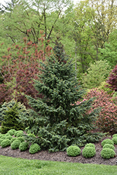 Bruns Spruce (Picea omorika 'Bruns') at A Very Successful Garden Center