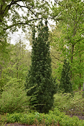 Stowe Pillar White Pine (Pinus strobus 'Stowe Pillar') at Lakeshore Garden Centres