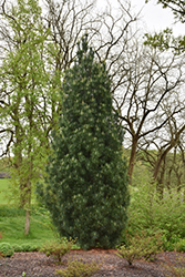 Stowe Pillar White Pine (Pinus strobus 'Stowe Pillar') at A Very Successful Garden Center