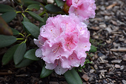 Ingrid Melquist Rhododendron (Rhododendron 'Ingrid Melquist') at Stonegate Gardens
