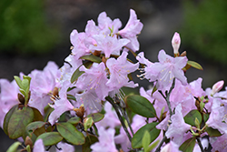 Windbeam Rhododendron (Rhododendron 'Windbeam') at A Very Successful Garden Center