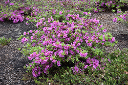 Herbert Azalea (Rhododendron 'Herbert') at Stonegate Gardens