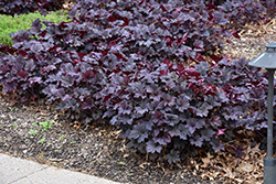 Frosted Violet Coral Bells (Heuchera 'Frosted Violet') at The Mustard Seed