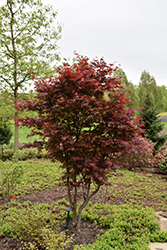 Emperor I Japanese Maple (Acer palmatum 'Wolff') at A Very Successful Garden Center