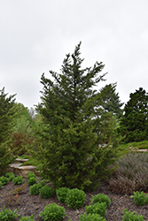 Fairview Juniper (Juniperus chinensis 'Fairview') at A Very Successful Garden Center