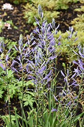 Blue Heaven Camassia (Camassia leichtlinii 'Blue Heaven') at A Very Successful Garden Center
