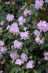 Carolina Rhododendron (Rhododendron carolinianum) at A Very Successful Garden Center