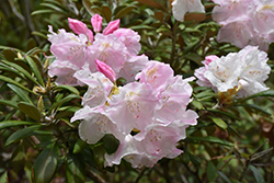 Mist Maiden Rhododendron (Rhododendron yakushimanum 'Mist Maiden') at A Very Successful Garden Center