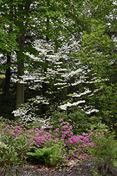 Rainbow Flowering Dogwood (Cornus florida 'Rainbow') at A Very Successful Garden Center