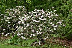 Spring Frolic Rhododendron (Rhododendron 'Spring Frolic') at A Very Successful Garden Center