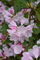 Spring Frolic Rhododendron (Rhododendron 'Spring Frolic') at A Very Successful Garden Center