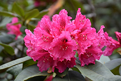 Dr. V.H. Rutgers Rhododendron (Rhododendron 'Dr. V.H. Rutgers') at Stonegate Gardens