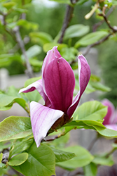 Holland Red Lily Magnolia (Magnolia liliiflora 'Holland Red') at Lakeshore Garden Centres