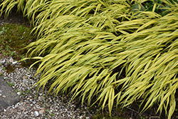 Golden Variegated Hakone Grass (Hakonechloa macra 'Aureola') at Pathways To Perennials