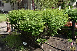 Velvet Blazer Burning Bush (Euonymus alatus 'Veblzam') at A Very Successful Garden Center