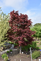 Samurai Sword Japanese Maple (Acer palmatum 'Samarzam') at A Very Successful Garden Center