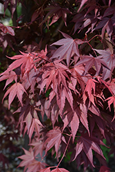 Samurai Sword Japanese Maple (Acer palmatum 'Samarzam') at Lakeshore Garden Centres