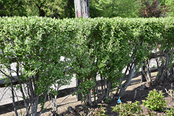 Titan Autumn Olive (Elaeagnus umbellata 'Tizam') at A Very Successful Garden Center