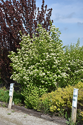 Knighthood Blackhaw Viburnum (Viburnum prunifolium 'Knizam') at Lakeshore Garden Centres