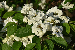 Watanabei Doublefile Viburnum (Viburnum plicatum 'Watanabei') at A Very Successful Garden Center