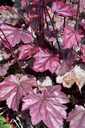 Stainless Steel Coral Bells (Heuchera 'Stainless Steel') at The Mustard Seed