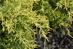 Golden Glow Juniper (Juniperus chinensis 'Borlyn') at A Very Successful Garden Center