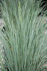Sapphire Blue Oat Grass (Helictotrichon sempervirens 'Sapphire') at Stonegate Gardens