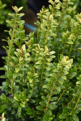 Wee Willie Boxwood (Buxus sinica 'Wee Willie') at Lakeshore Garden Centres