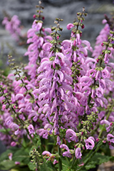 Fashionista Pretty in Pink Sage (Salvia 'Pretty in Pink') at Lakeshore Garden Centres