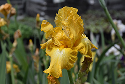 Eggnog Iris (Iris 'Eggnog') at Stonegate Gardens