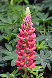 Popsicle Pink Lupine (Lupinus 'Popsicle Pink') at A Very Successful Garden Center
