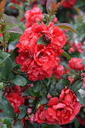 Double Take Pink Flowering Quince (Chaenomeles speciosa 'Pink Storm') at Stonegate Gardens