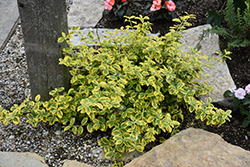 Gold Splash Wintercreeper (Euonymus fortunei 'Roemertwo') at Stonegate Gardens